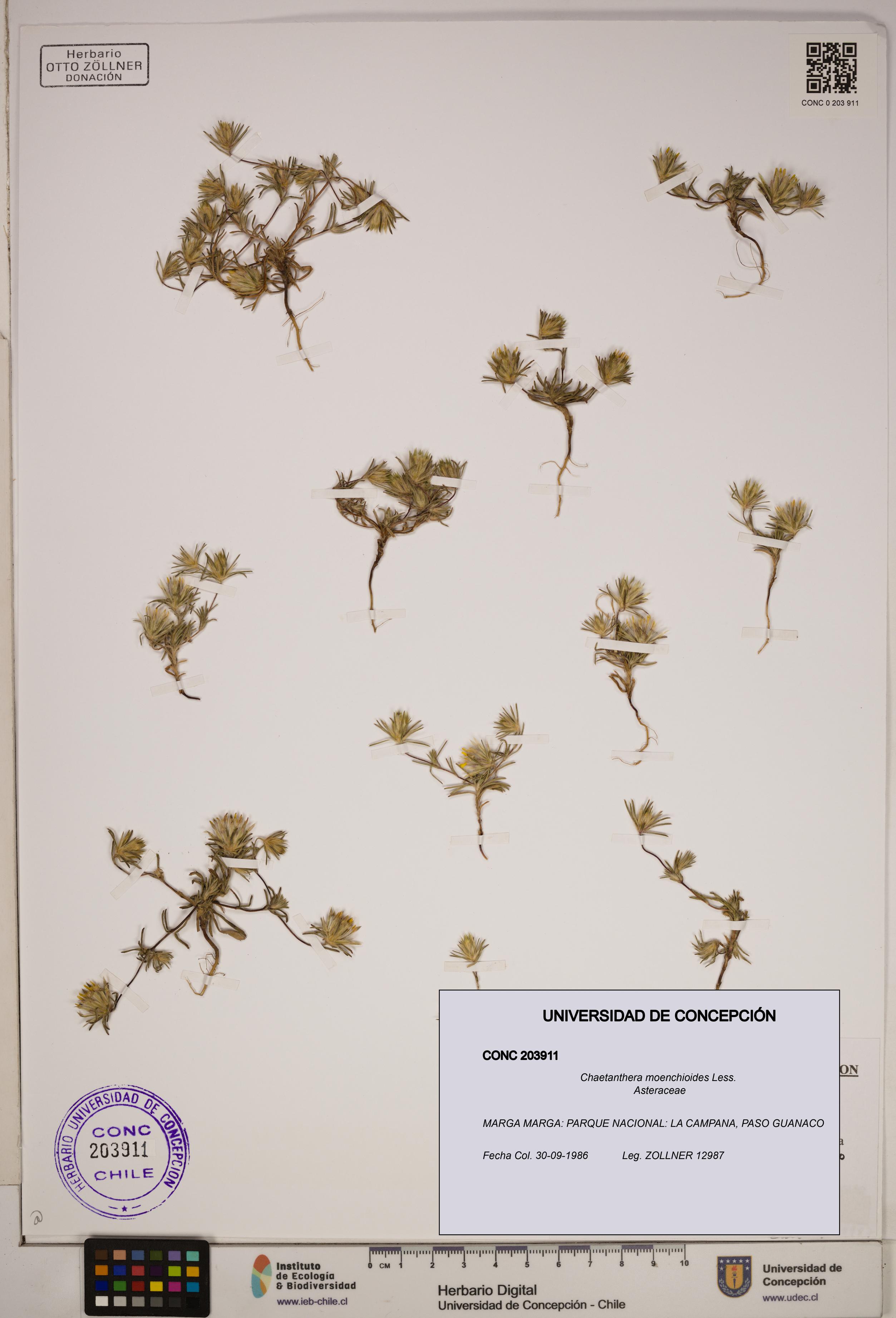 Chaetanthera moenchioides [Espécimen: ]