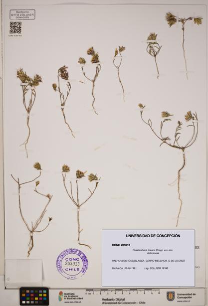 Chaetanthera linearis [Espécimen: ]