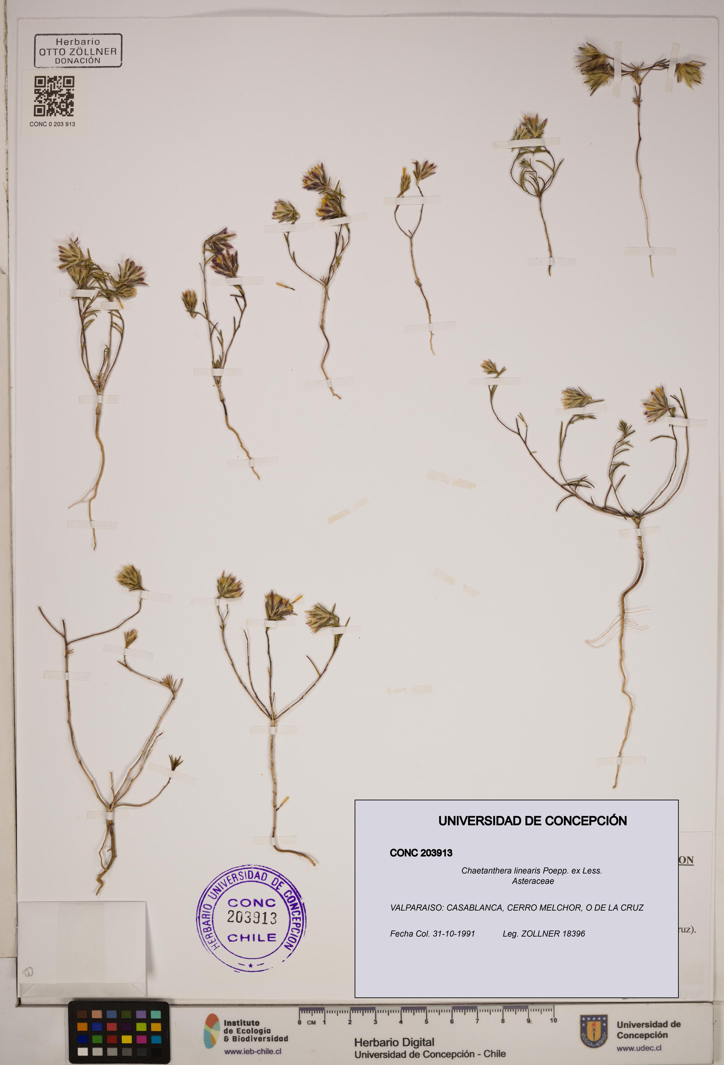 Chaetanthera linearis [Espécimen: ]