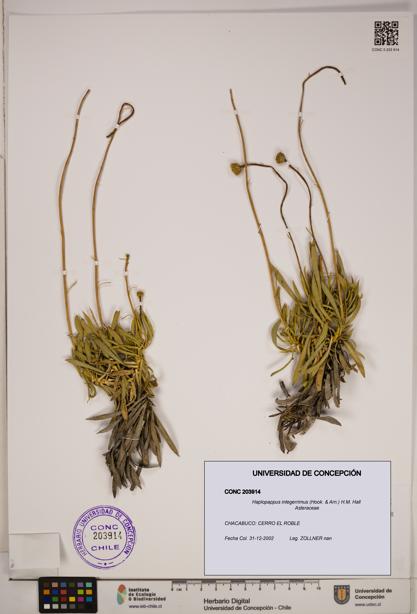 Haplopappus integerrimus [Espécimen: ]