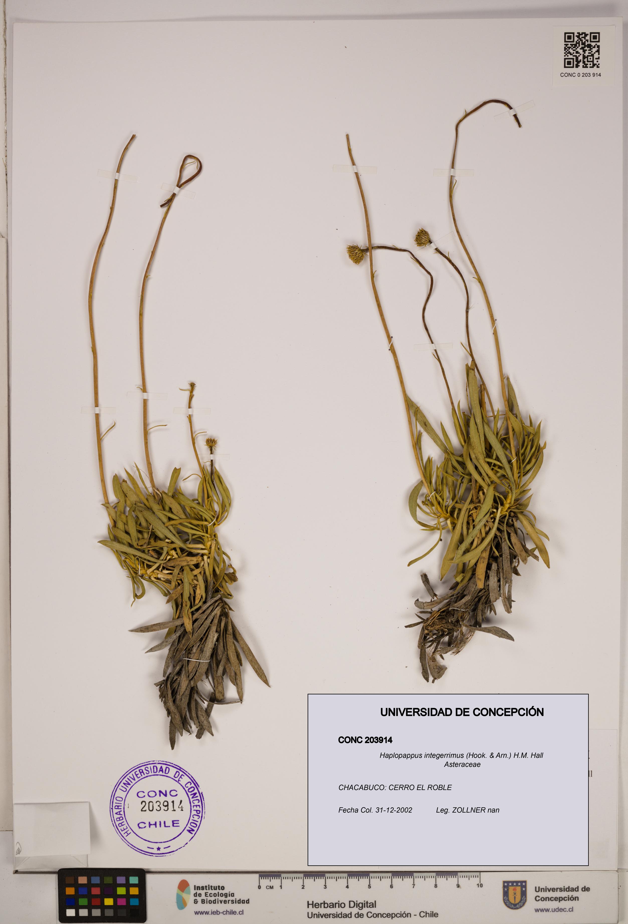 Haplopappus integerrimus [Espécimen: ]