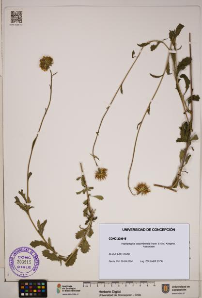 Haplopappus coquimbensis [Espécimen: ]