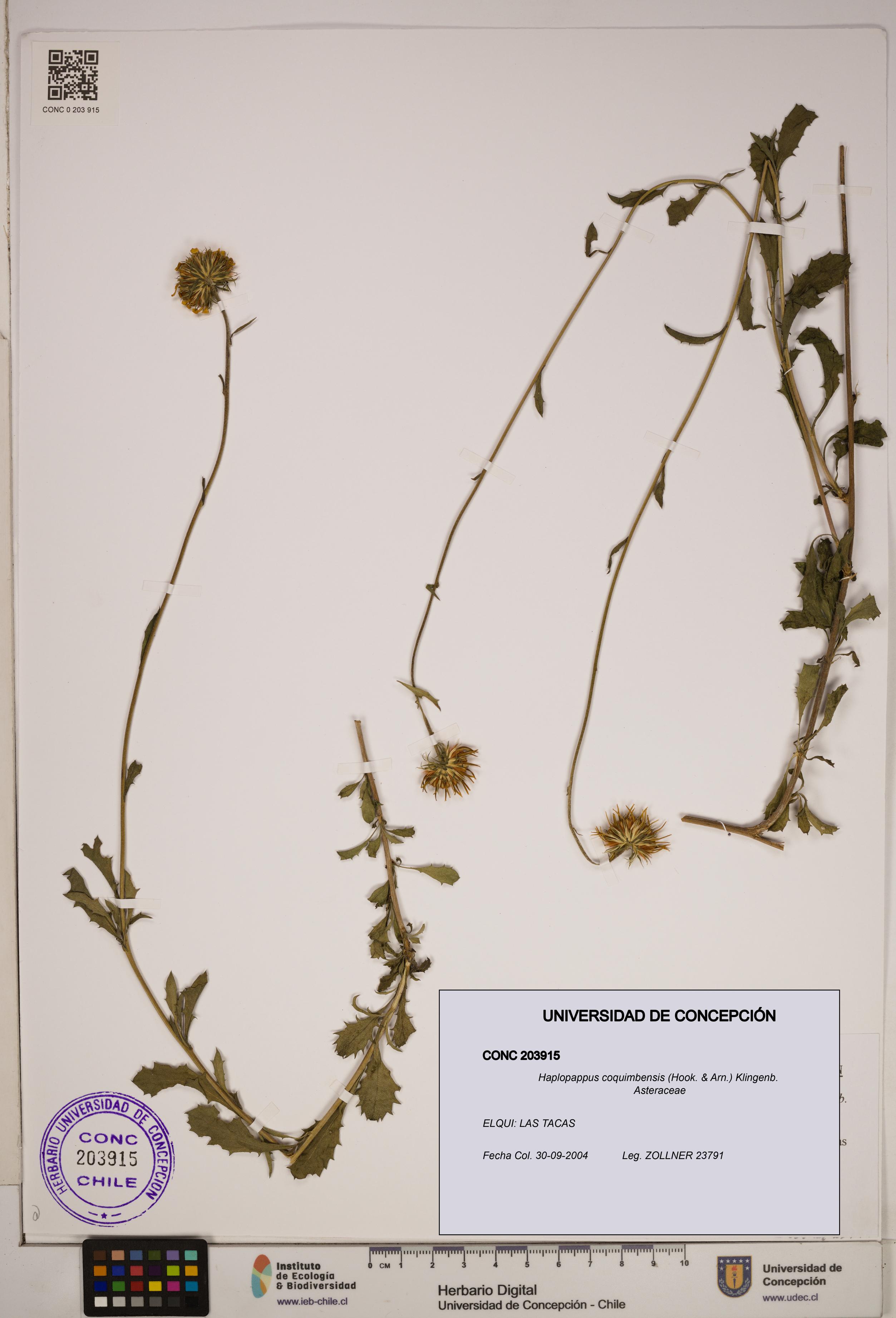 Haplopappus coquimbensis [Espécimen: ]
