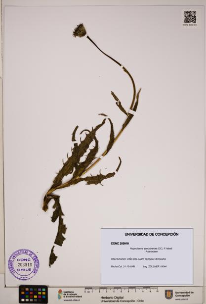 Hypochaeris scorzonerae [Espécimen: ]