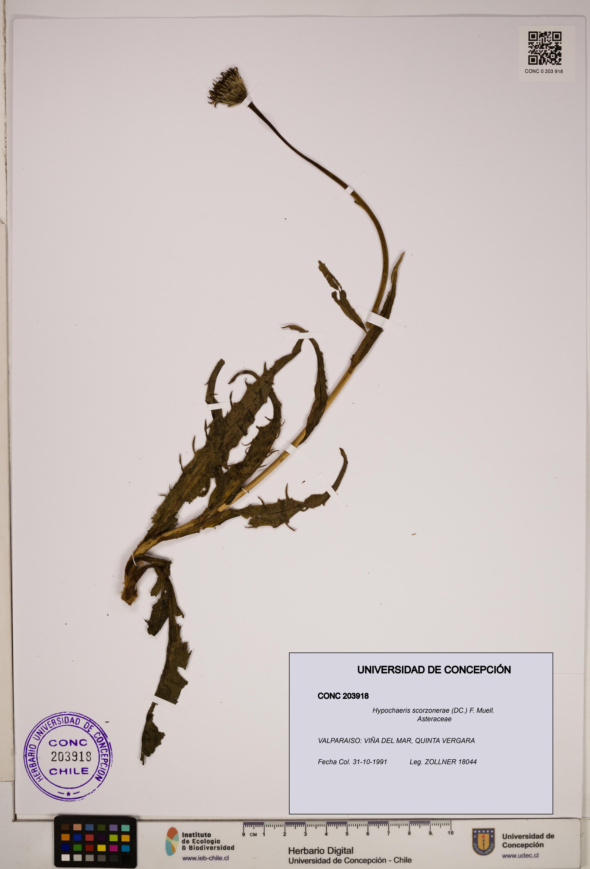 Hypochaeris scorzonerae [Espécimen: ]