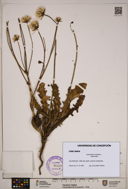 Hypochaeris radicata [Espécimen: ]