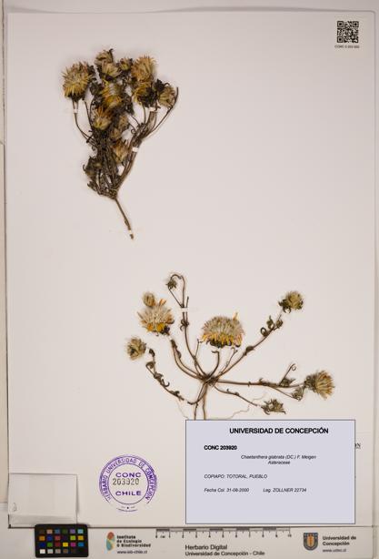 Chaetanthera glabrata [Espécimen: ]