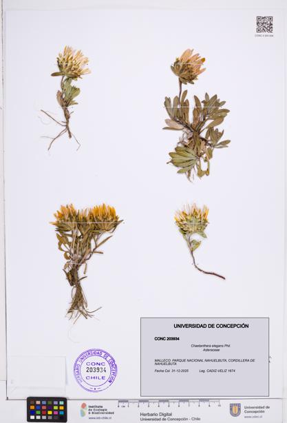 Chaetanthera elegans [Espécimen: ]