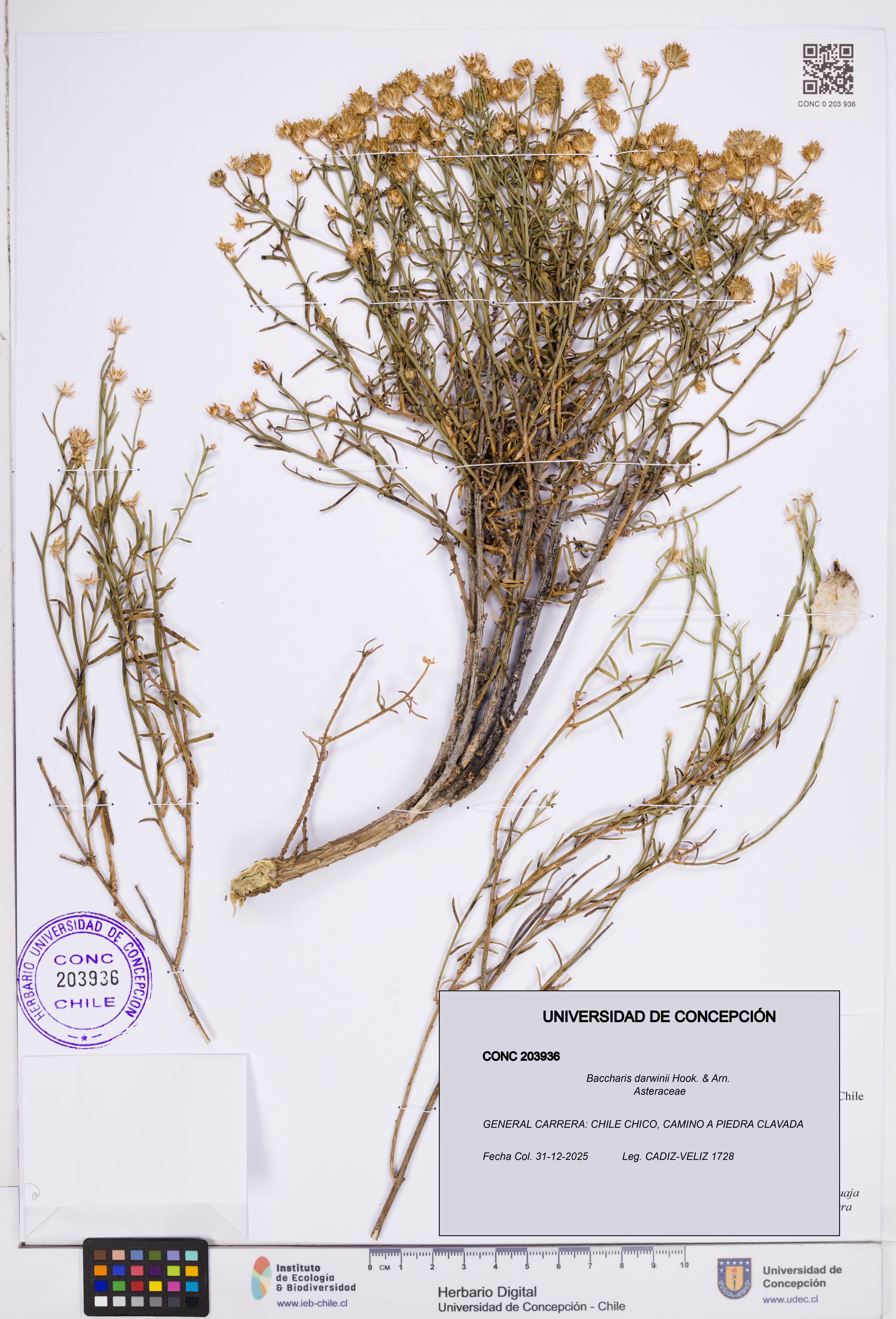 Baccharis darwinii [Espécimen: ]