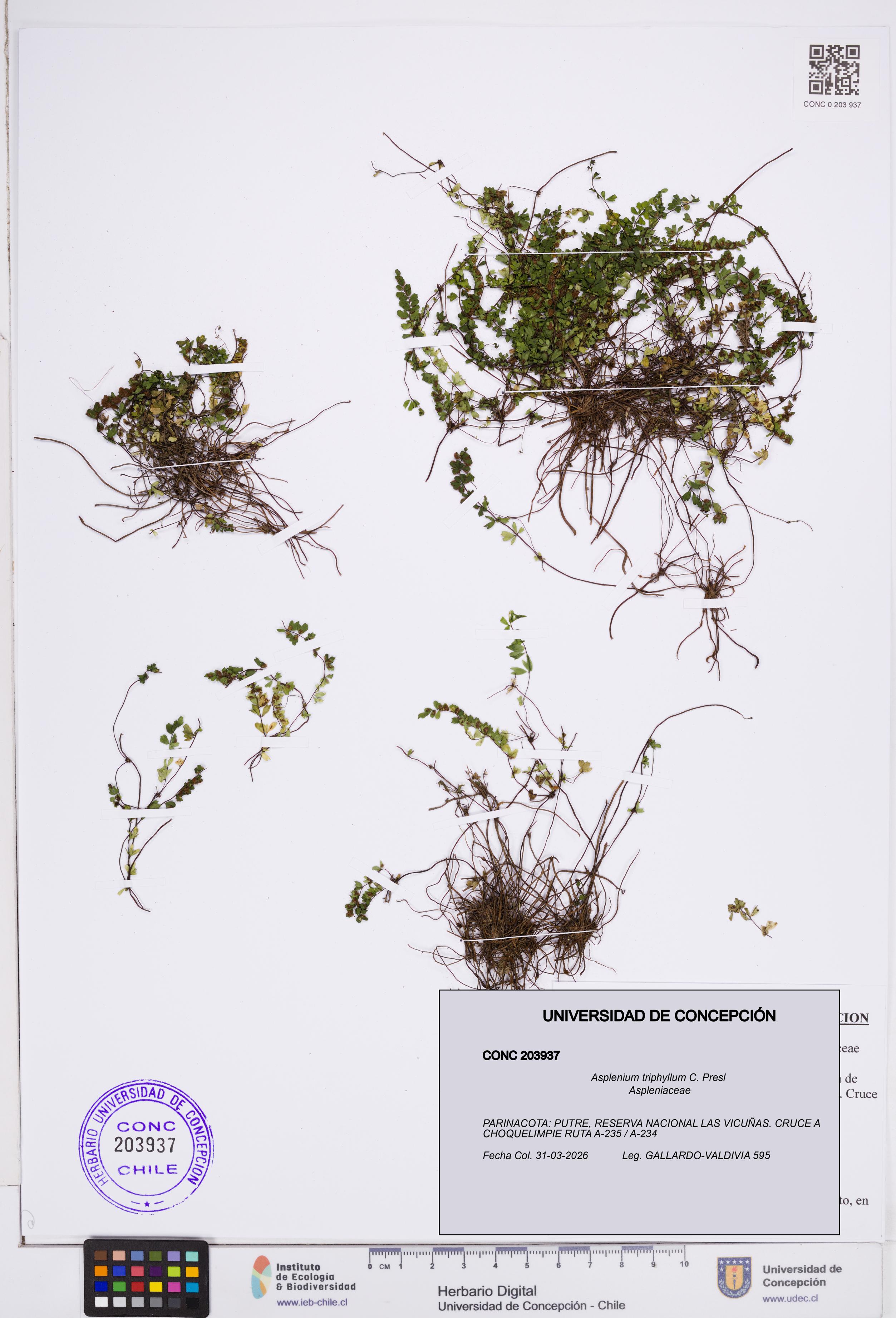 Asplenium triphyllum [Espécimen: ]
