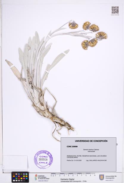 Senecio keshua [Espécimen: ]