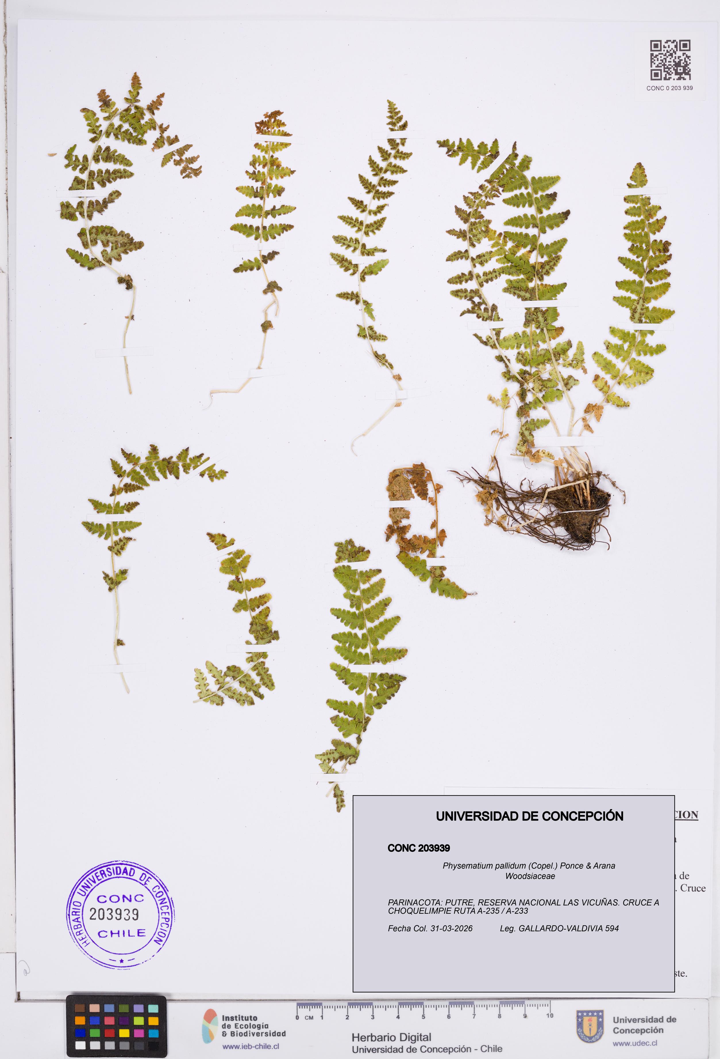 Physematium pallidum [Espécimen: ]