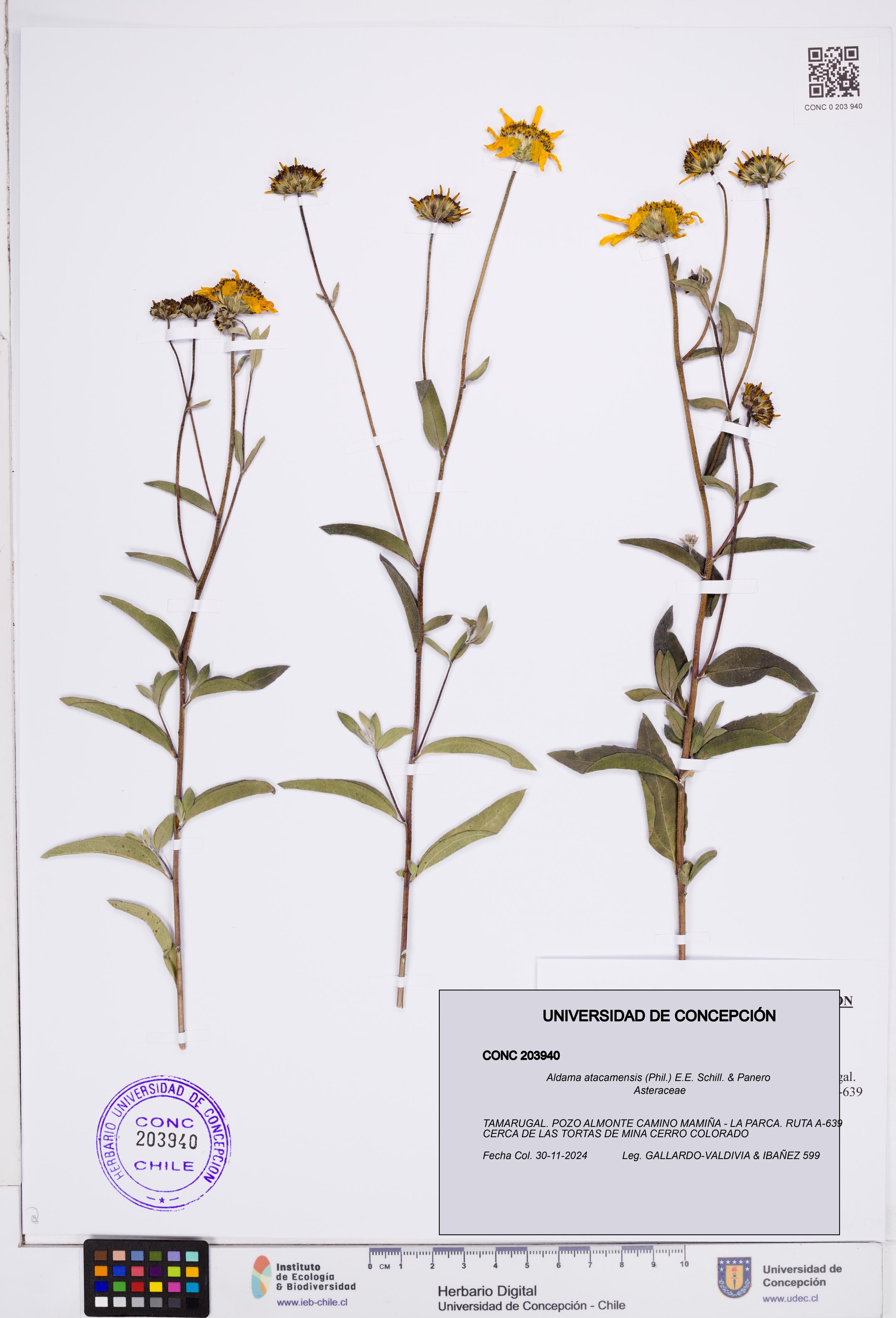 Aldama atacamensis [Espécimen: ]