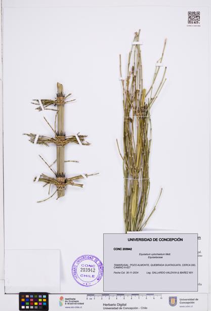 Equisetum xylochaetum [Espécimen: ]