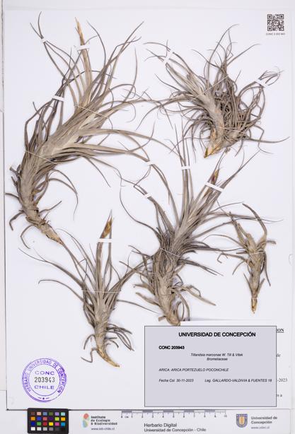 Tillandsia marconae [Espécimen: ]