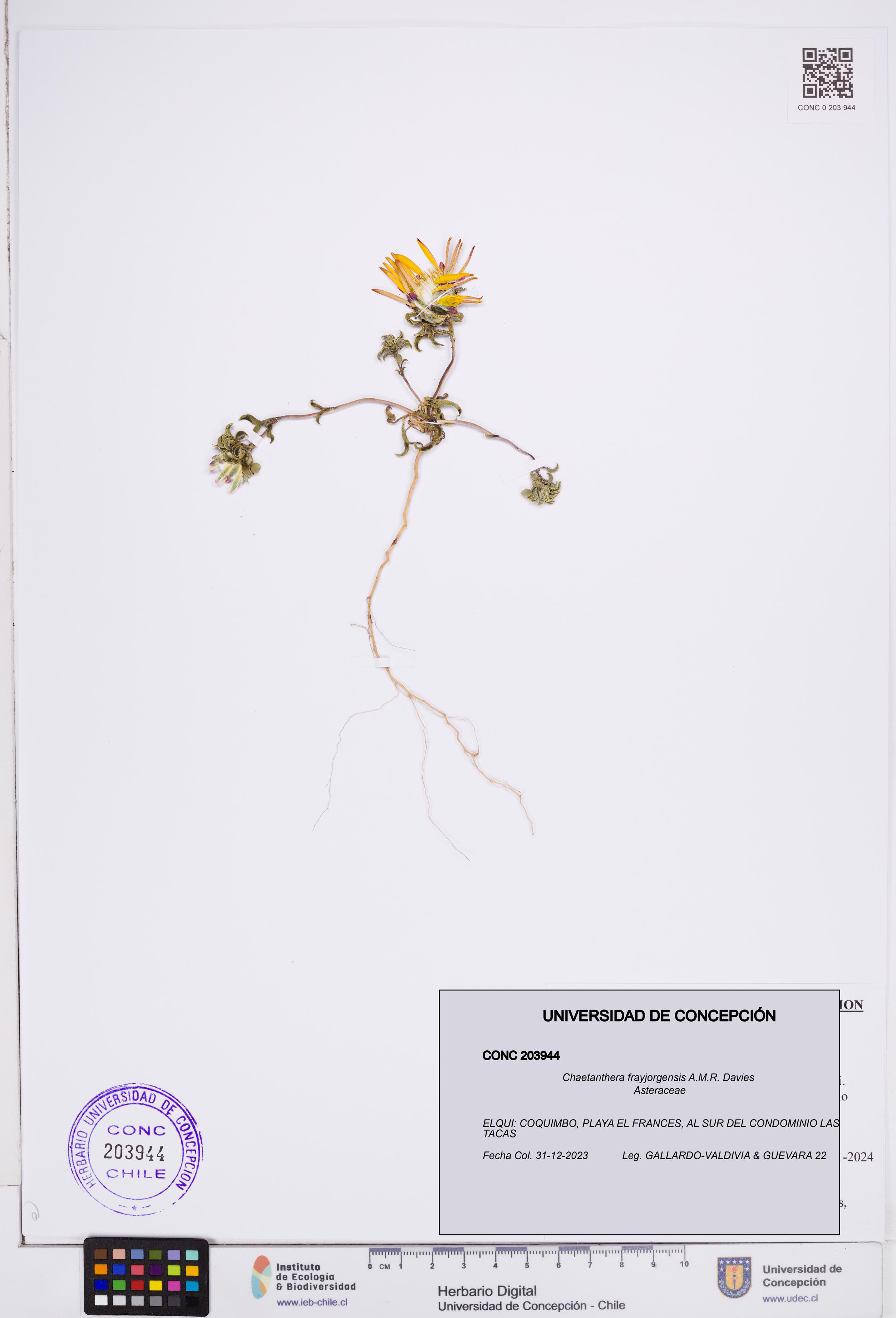 Chaetanthera frayjorgensis [Espécimen: ]