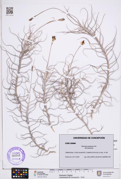 Tillandsia landbeckii [Espécimen: ]