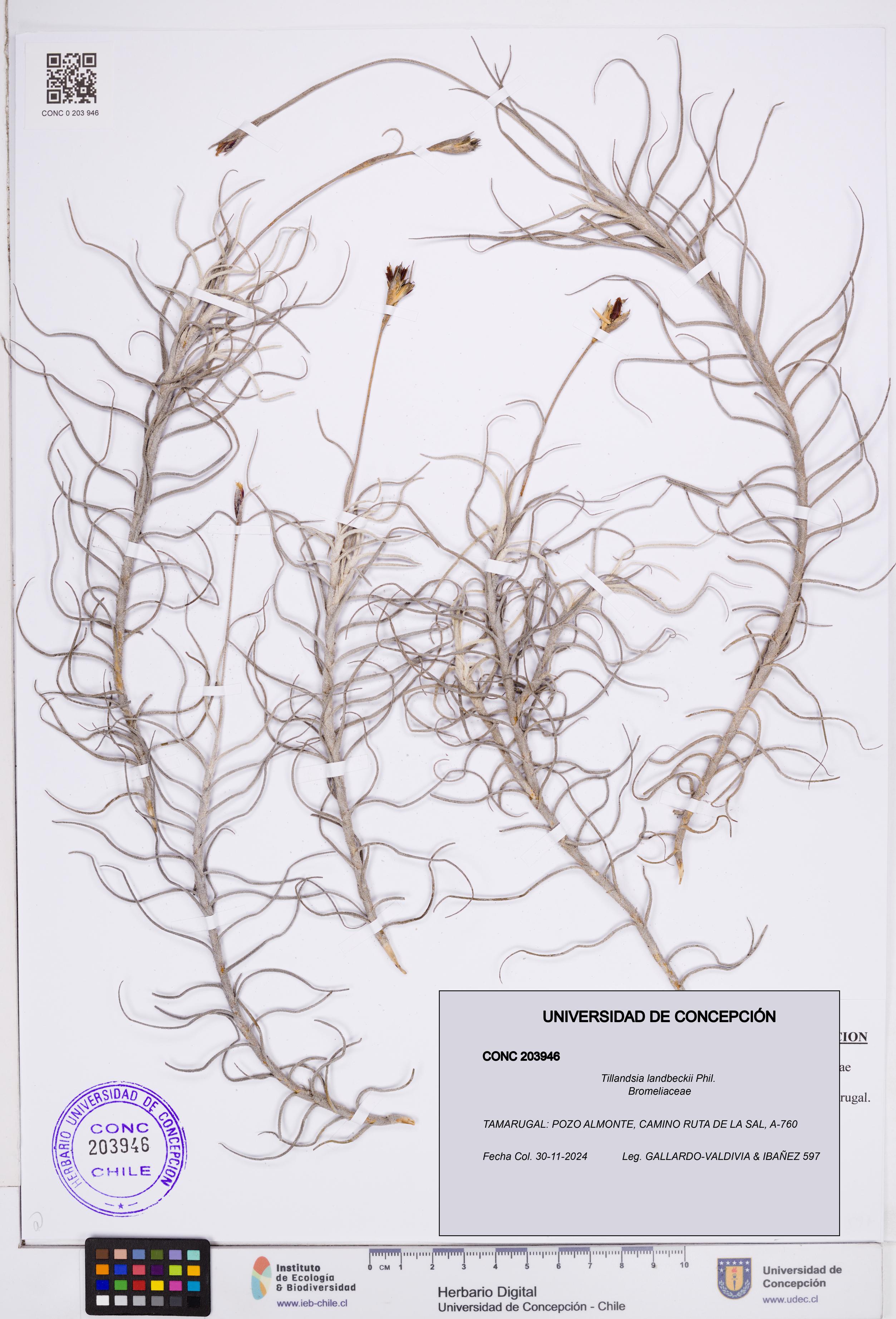 Tillandsia landbeckii [Espécimen: ]