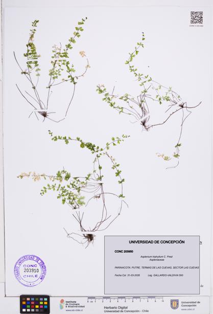 Asplenium triphyllum [Espécimen: ]