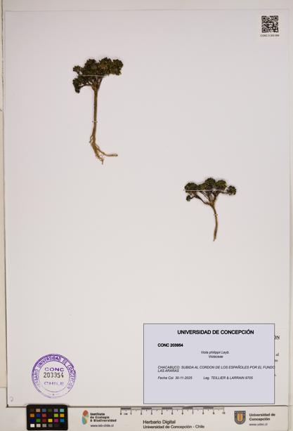 Viola philippii [Espécimen: ]