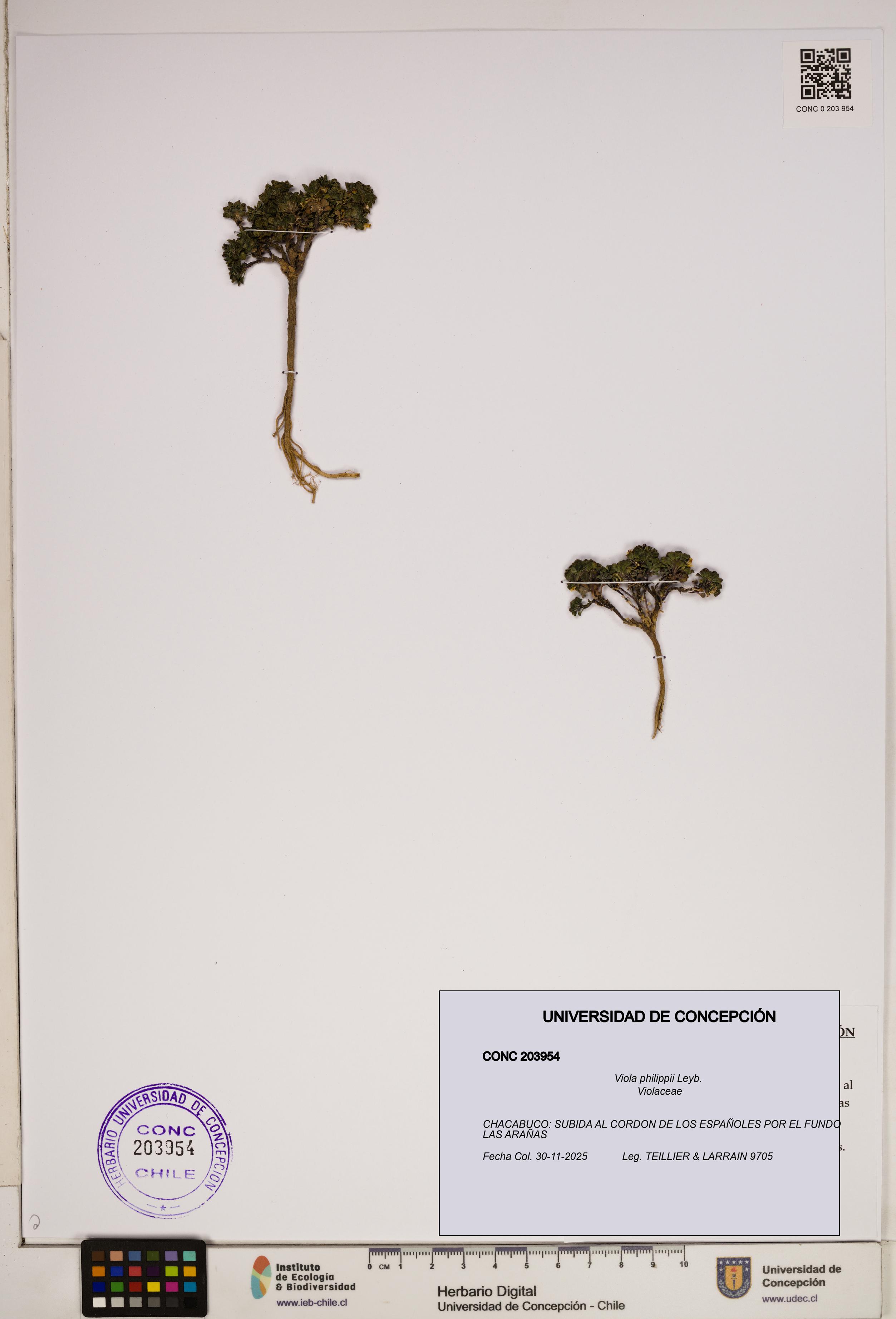 Viola philippii [Espécimen: ]