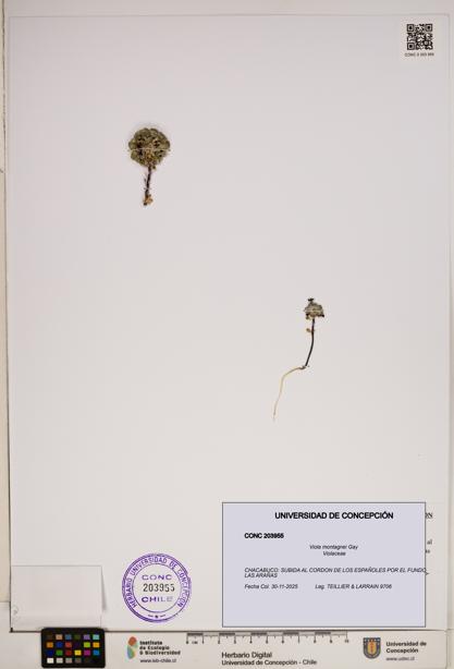 Viola montagnei [Espécimen: ]