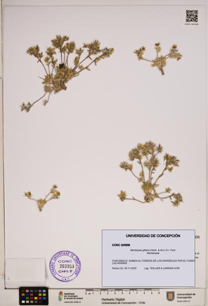 Montiopsis gilliesii [Espécimen: ]