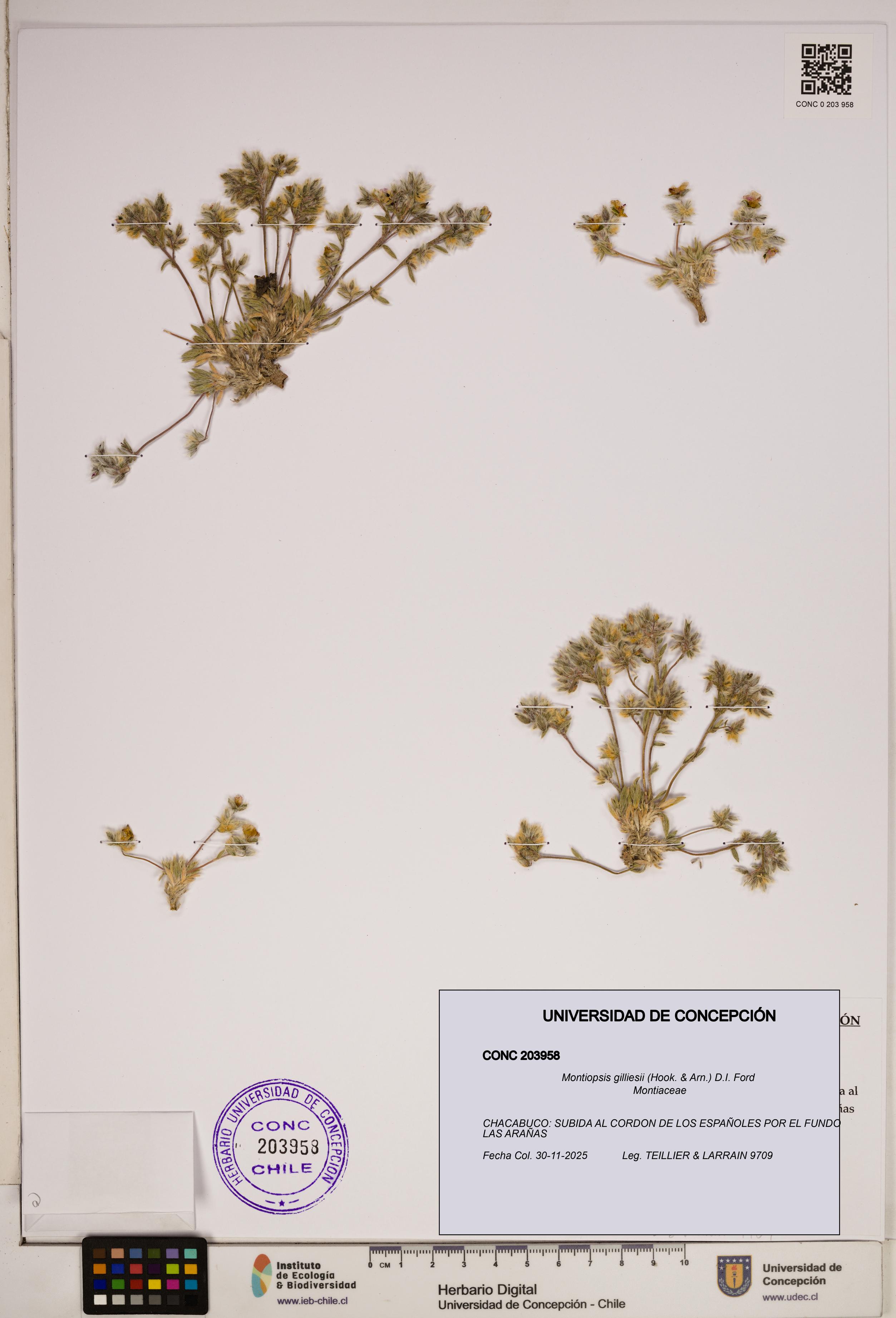 Montiopsis gilliesii [Espécimen: ]