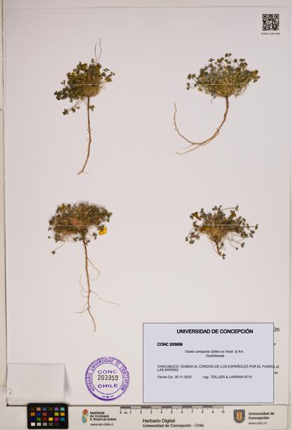 Oxalis compacta [Espécimen: ]