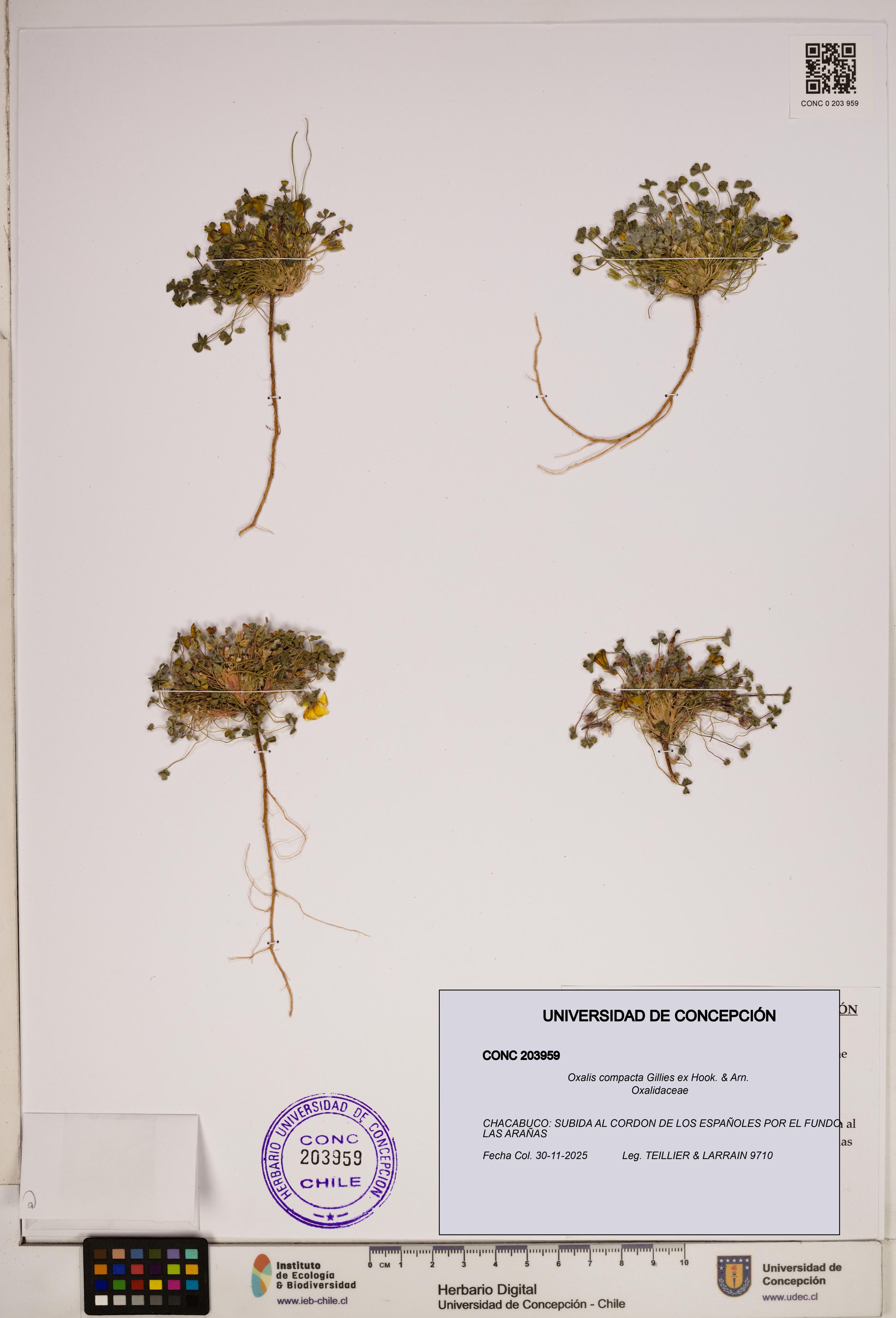 Oxalis compacta [Espécimen: ]