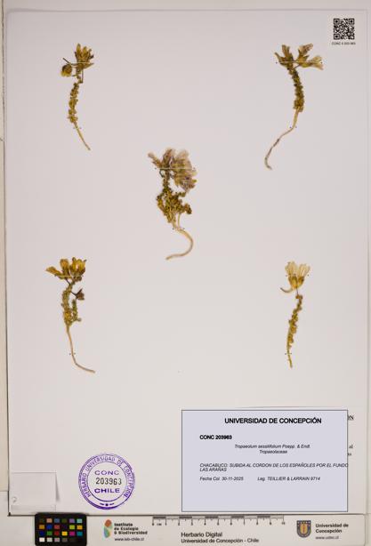Tropaeolum sessilifolium [Espécimen: ]
