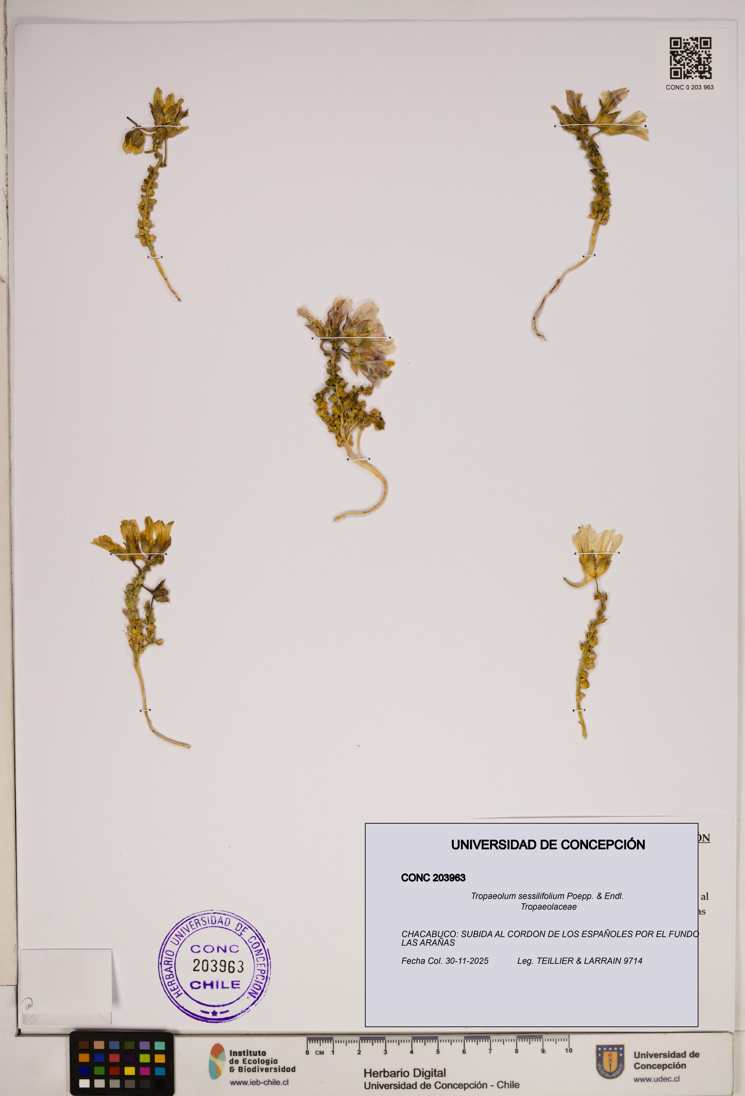 Tropaeolum sessilifolium [Espécimen: ]
