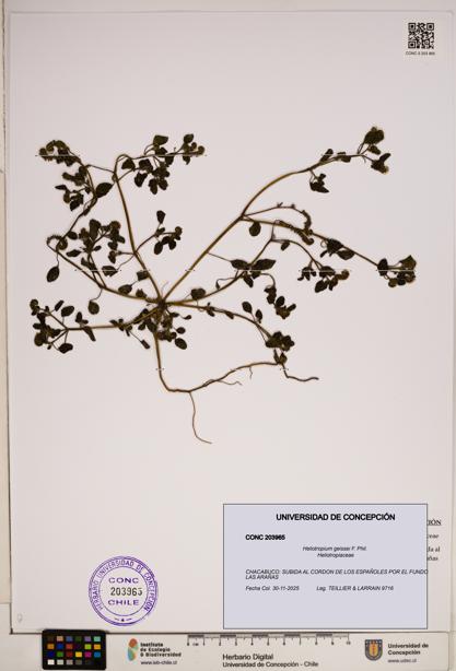 Heliotropium geissei [Espécimen: ]