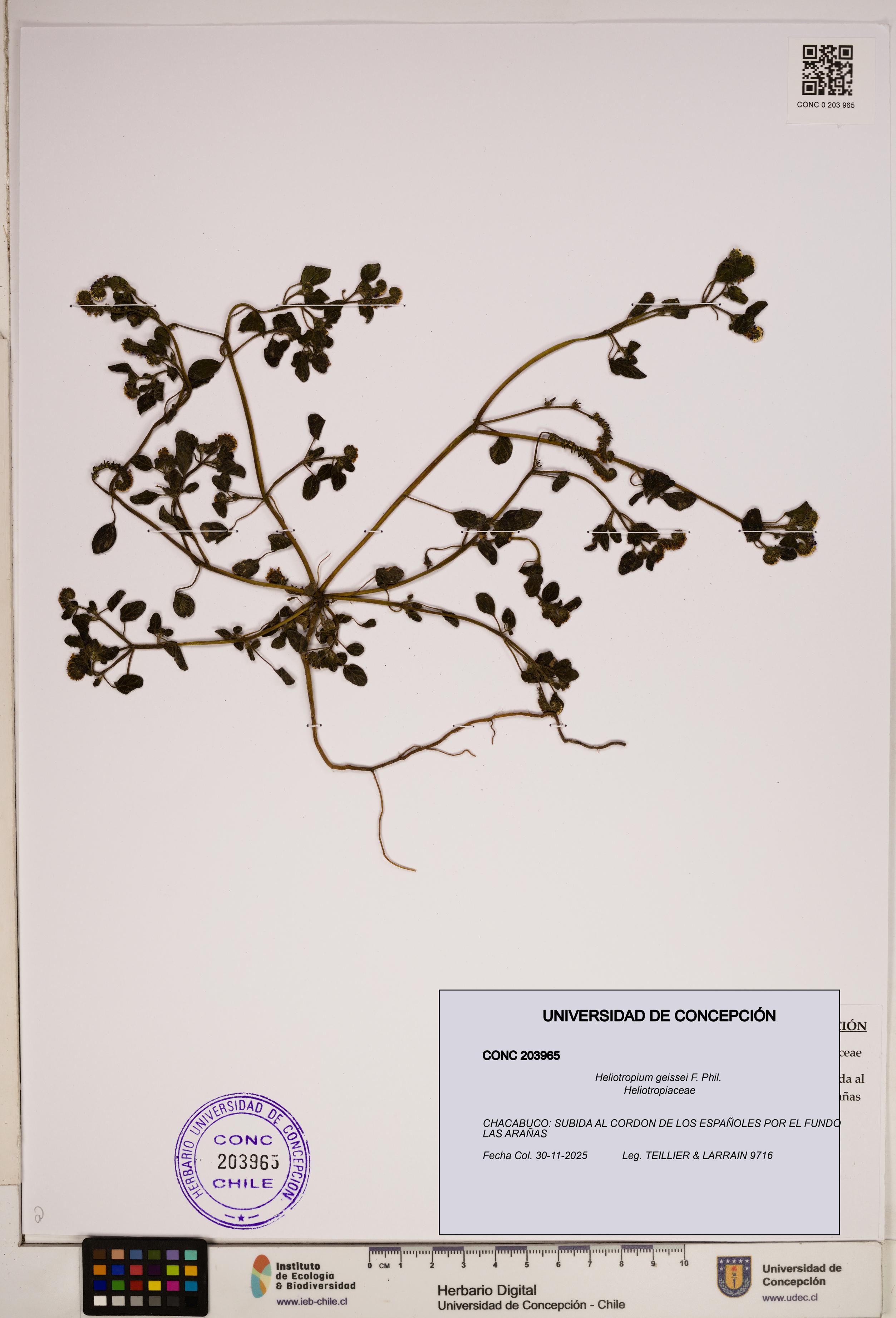 Heliotropium geissei [Espécimen: ]