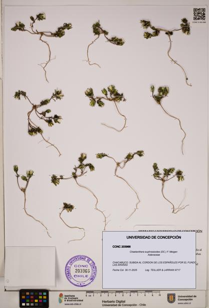 Chaetanthera euphrasioides [Espécimen: ]