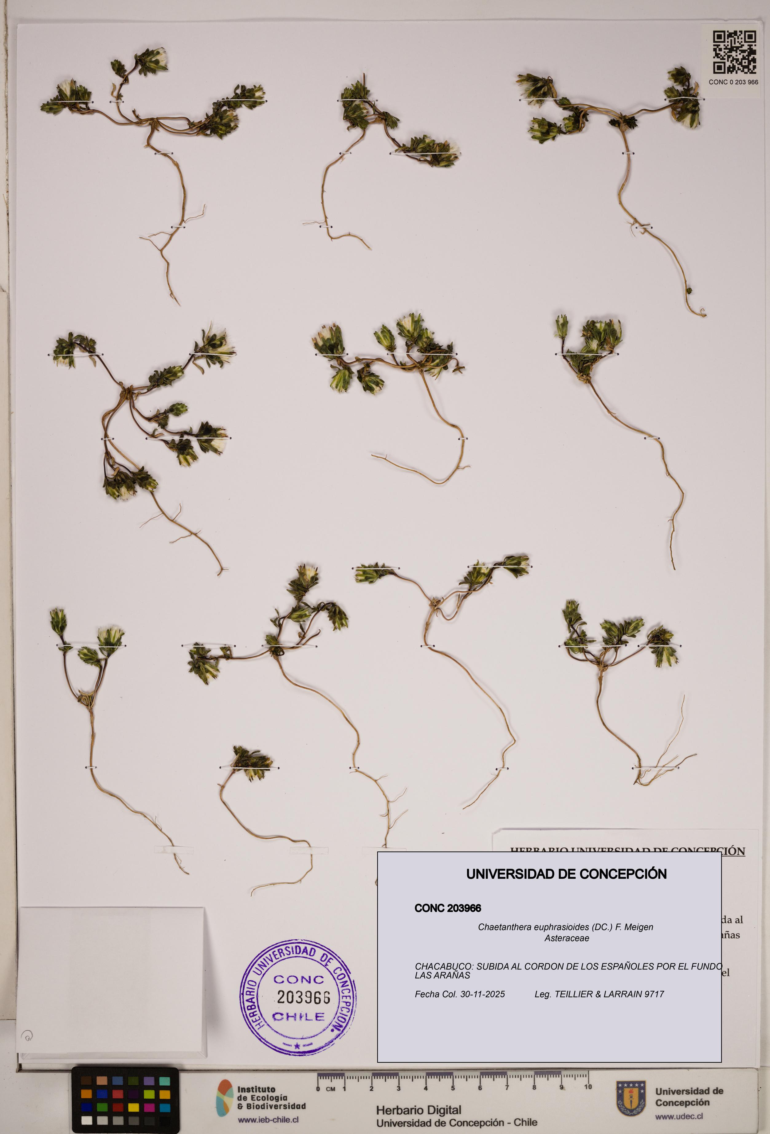 Chaetanthera euphrasioides [Espécimen: ]