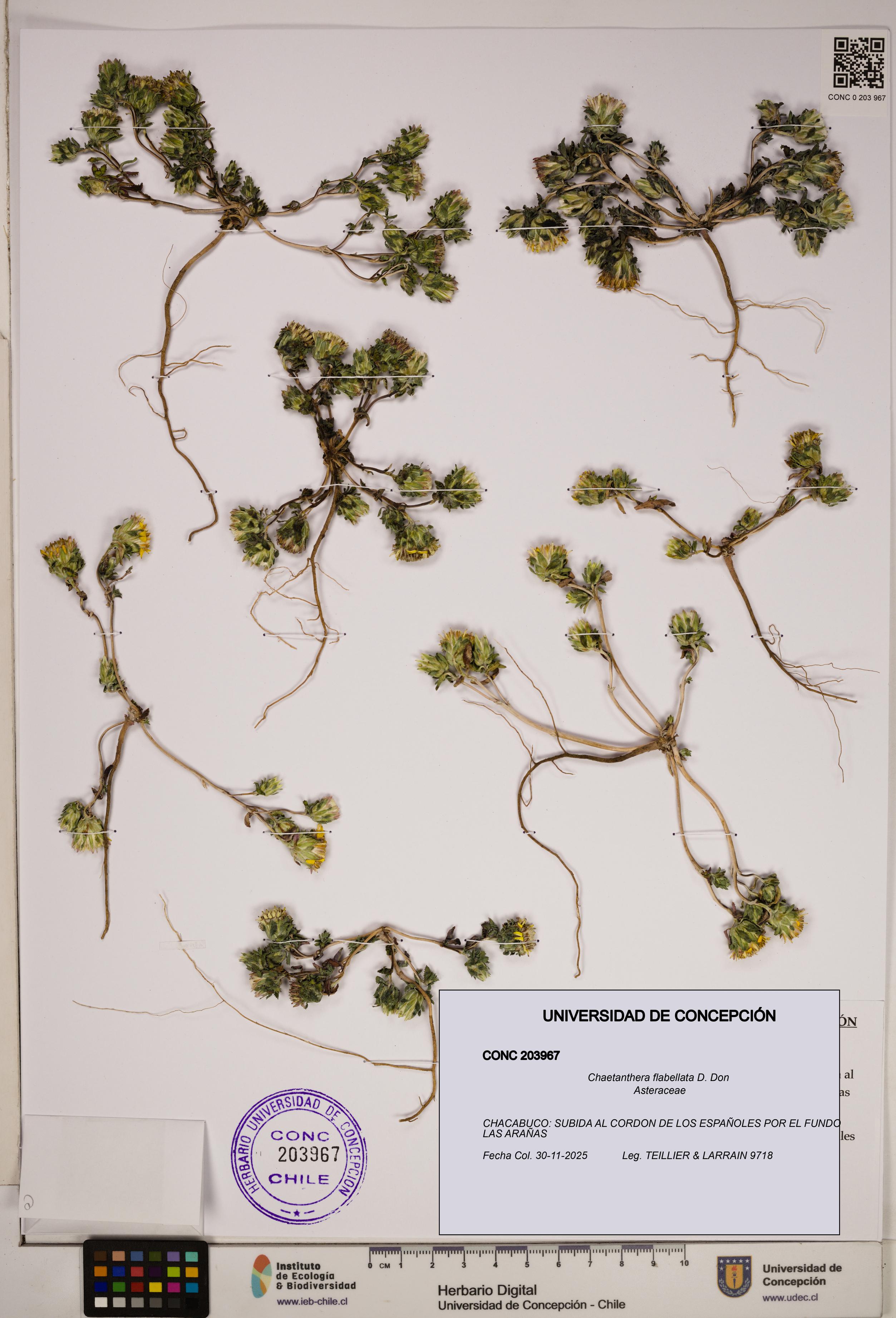 Chaetanthera flabellata [Espécimen: ]