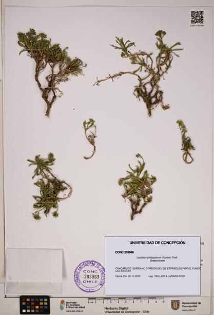 Lepidium philippianum [Espécimen: ]
