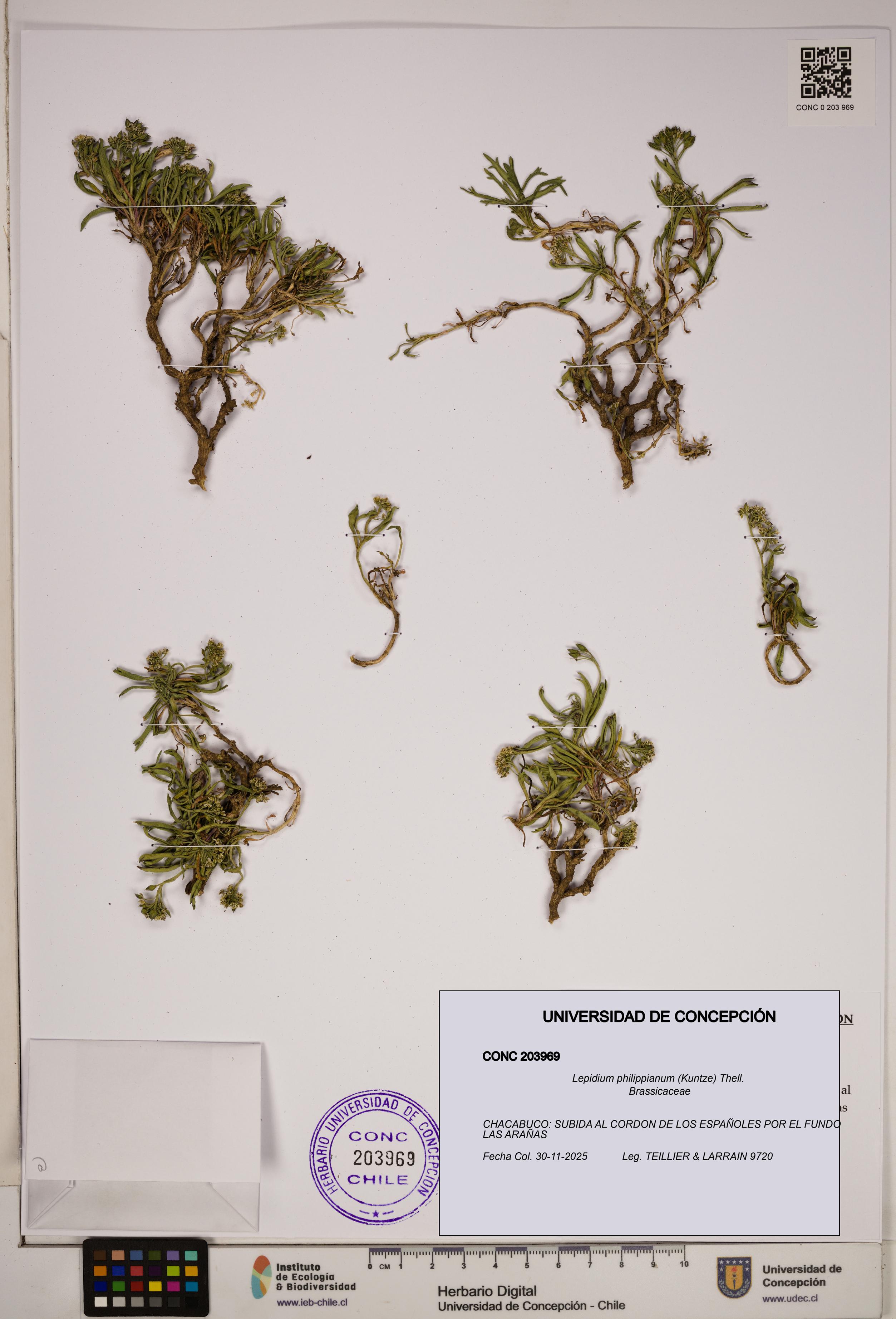Lepidium philippianum [Espécimen: ]