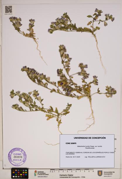Malesherbia humilis var. humilis [Espécimen: ]