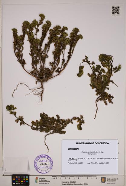 Phacelia cumingii [Espécimen: ]