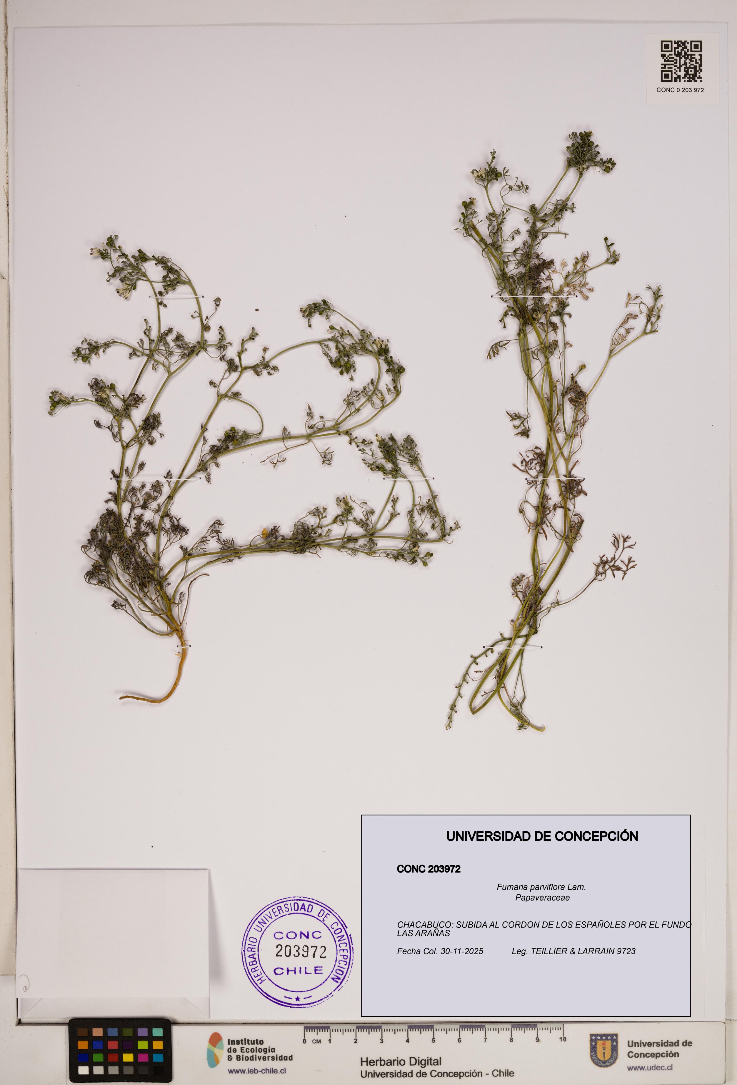 Fumaria parviflora [Espécimen: ]
