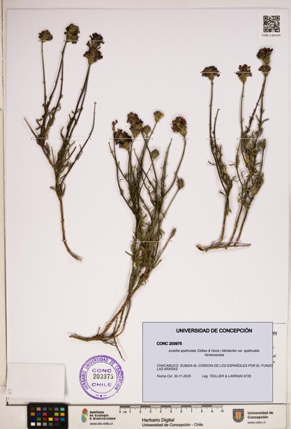Junellia spathulata var. spathulata [Espécimen: ]