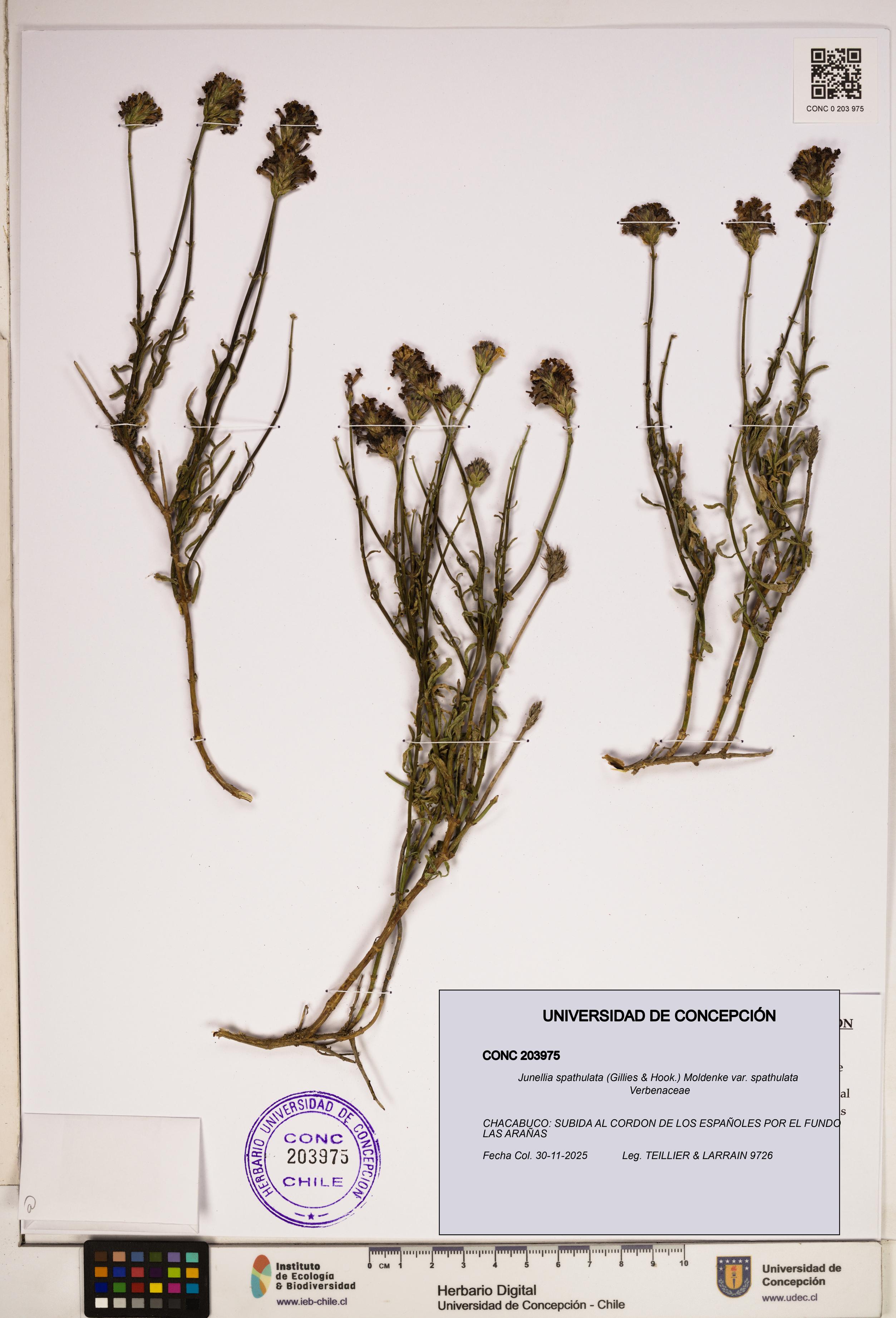 Junellia spathulata var. spathulata [Espécimen: ]