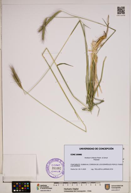 Hordeum chilense [Espécimen: ]
