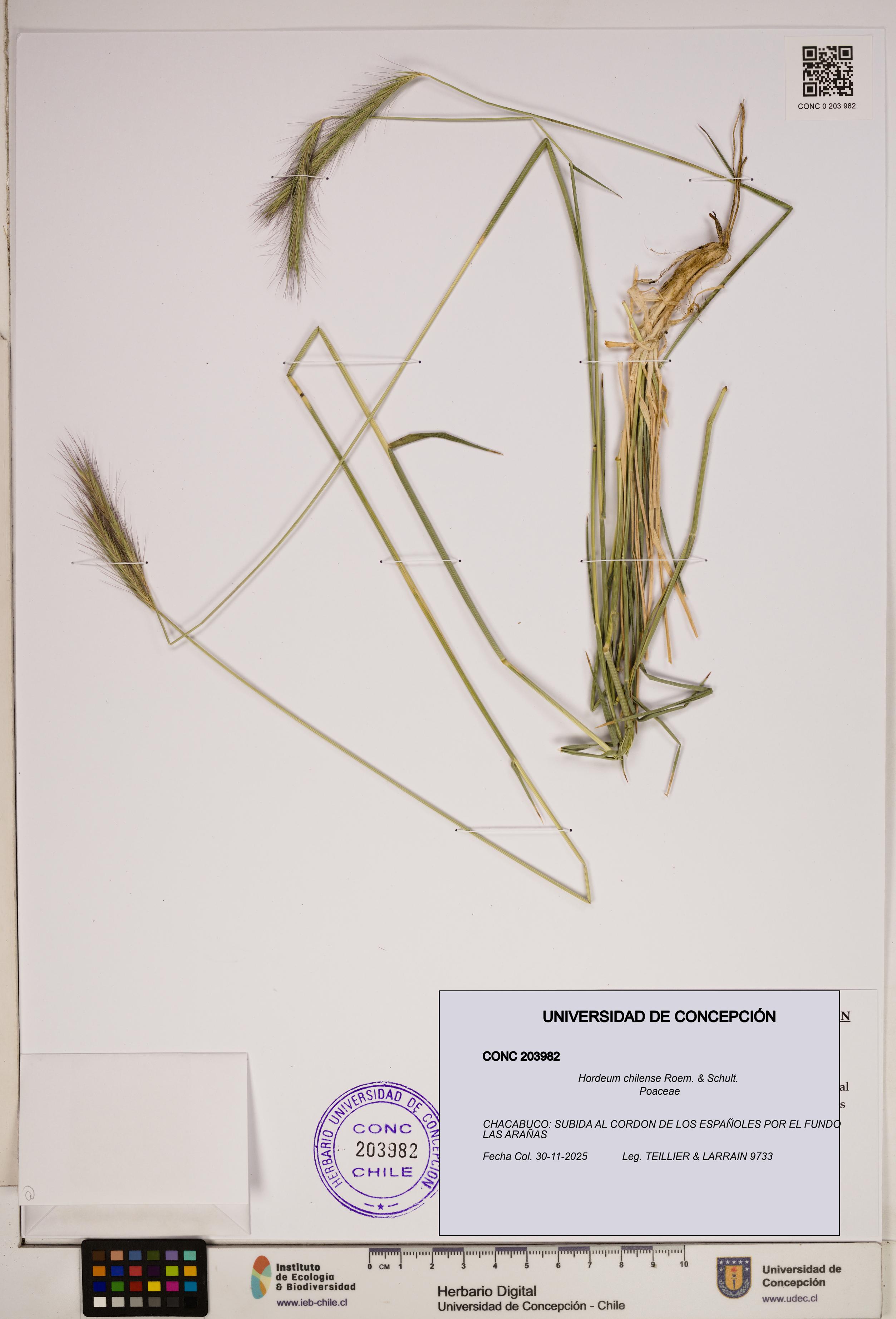 Hordeum chilense [Espécimen: ]