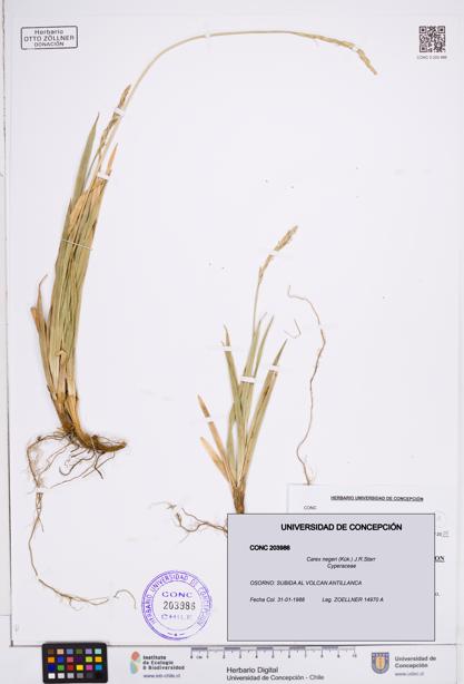 Carex negeri [Espécimen: ]