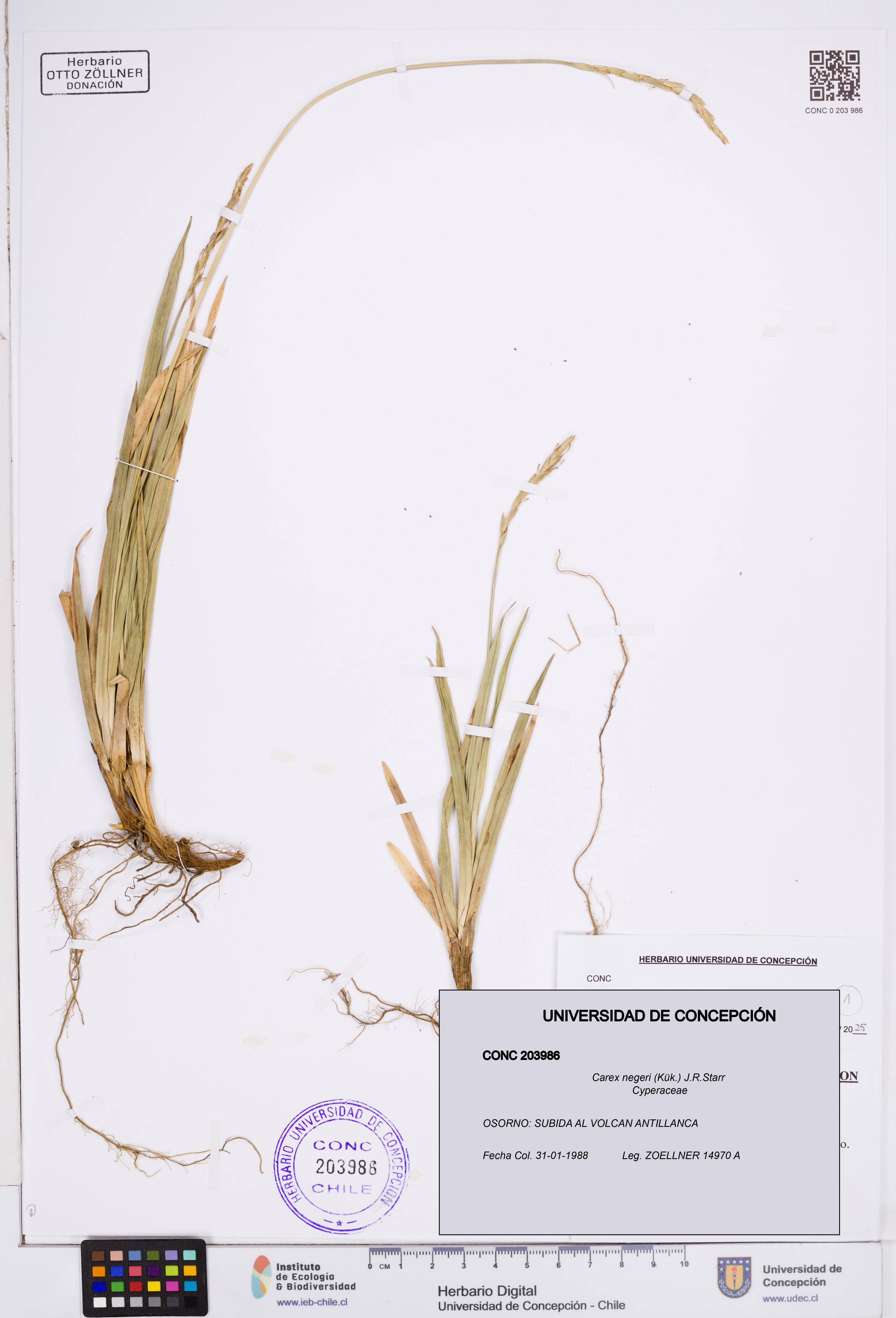 Carex negeri [Espécimen: ]