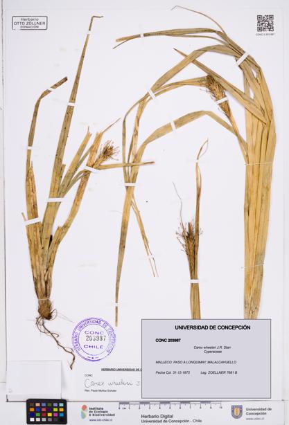 Carex wheeleri [Espécimen: ]