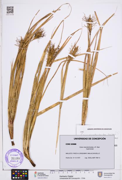 Carex macrotrichoides [Espécimen: ]